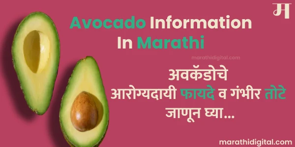Avocado in marathi